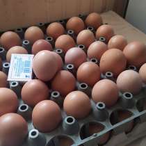 Домашние яйца, в г.Торез
