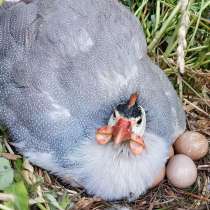 Яйцо цесарки, в Сызрани