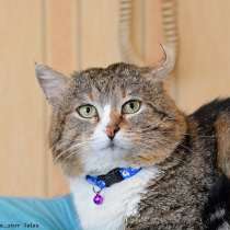 Манул хомячковый, в Москве