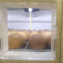 Яйцо несушки инкубационное, в Перми