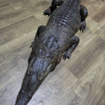 Чучело Крокодила, в г.Ташкент