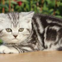 Чистокровные британские котята черный мрамор на серебре, в Санкт-Петербурге