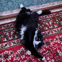 Отдам кошку в добрые руки бесплатно, в Магадане, в Магадане