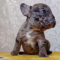 Французский бульдог, в Уссурийске