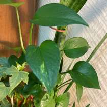 Сциндапсус, в Москве