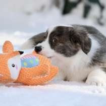 Вельш корги кардиган, в Москве