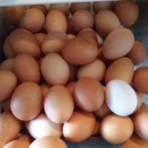 Продам Домашние яйца, в Лиски