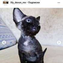 Куплю такого котёнка, в Петропавловск-Камчатском
