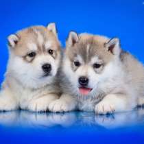 Сколько стоит собака породы хаски в россии щенок в рублях
