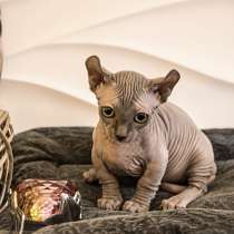 Sphynx девочка сфинкс female kitten dwelf, в Москве