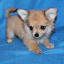 Продаются очаровательные щеночки))), в Санкт-Петербурге