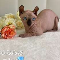 Sphynx девочка двэльф baby-doll type dwelf female kitten, в Москве