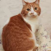 Шикарные молодые котики и кошечки (1 г.) в дар, в Москве