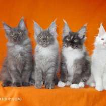 Мейн кун котята питомник Murmurcat Москва, в Москве