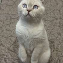 Кот британец, в Пензе