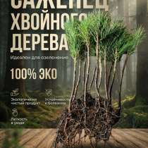 Саженцы сибирский кедр, в Москве