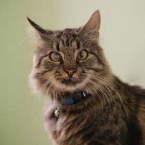 Умный молодой кот Шурик в дар, в г.Минск