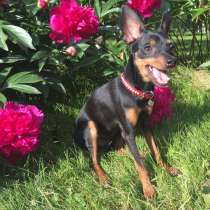 Щенок пражского крысарика, в Москве