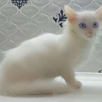 Белый синеглазый пушистый котенок Сапфира в добрые руки, в Москве