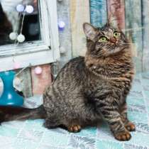 Кот сибирский даром, в Москве