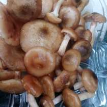 Свежие грибы. Опята, в Королёве