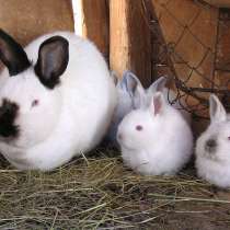 Кролики, в Березниках