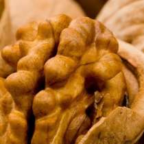 Саженцы грецкого ореха от производителя, в Владикавказе