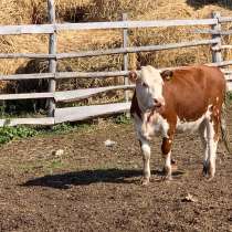 Здоровый крупно-рогатый скот с доставкой до вашего дома, в Набережных Челнах