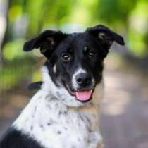 Отдам даром Молодая собака Бони ищет супер-хозяина, в Санкт-Петербурге