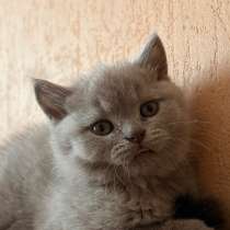 Британский короткошерстный котенок, в Ангарске