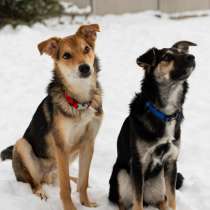 ЖУЧОК ЖДЕТ СВОЮ СЕМЬЮ, в г.Минск