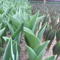 тюльпаны от производителя оптом к 8 март, в Армавире