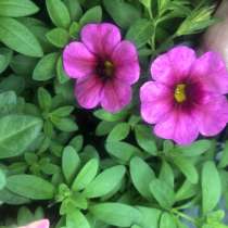 Рассада цветов, в Верхней Пышмы