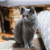 Красавица Буся в добрые руки, в Москве