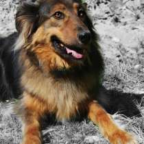 Отдам даром Марта в загородный дом, в Санкт-Петербурге