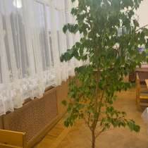 Комнатное растение Фикус Бенджамина, в Москве