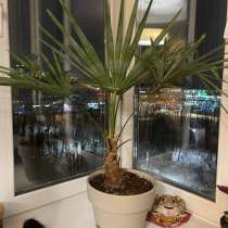 Пальма, в Красноярске