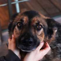 Собачка ищет дом, в Нижнем Новгороде