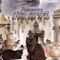 Котята разного возраста и окраса, в Москве