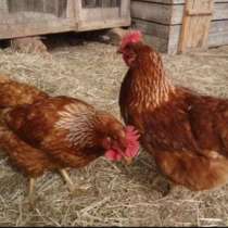 Куры несушки с доставкой ко двору, в Каменск-Шахтинском
