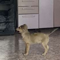 Отдам щенка в добрые руки, в Южно-Сахалинске