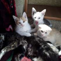 Отдаем котят в добрые руки!, в Лениногорске