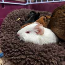 Морская свинка, в Москве