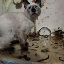 Сиамский котик в добрые руки, в Волгограде