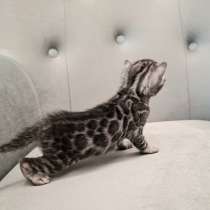Бенгальские котята, в Санкт-Петербурге