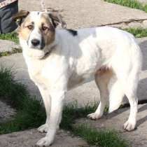 Большая, добрая собака Жасмин в поиске любящей семьи, в Москве