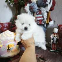 Мини померанский шпиц teddy bear в Батуми и Тбилиси, в г.Тбилиси