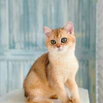 Котёнок британец в окрасе золотаря шиншилла, в Калининграде