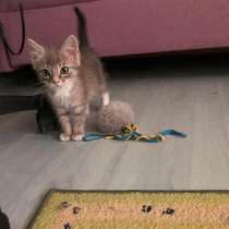 Котенок, в Москве