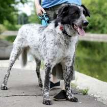 Метис сеттера, в Москве